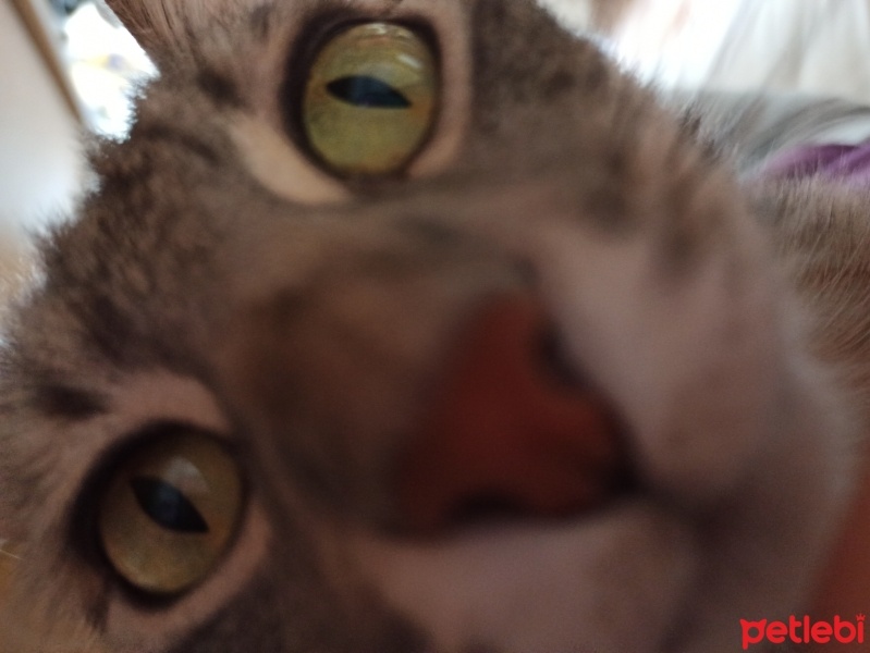 Tekir Kedi, Kedi  Beru fotoğrafı