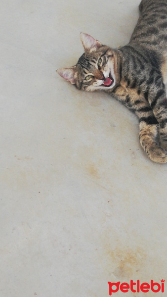 Tekir Kedi, Kedi  Şaşkın fotoğrafı