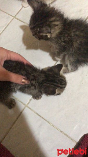 Tekir Kedi, Kedi  Yok fotoğrafı