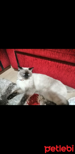 British Shorthair, Kedi  Rubi fotoğrafı