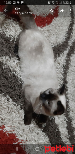 British Shorthair, Kedi  Rubi fotoğrafı