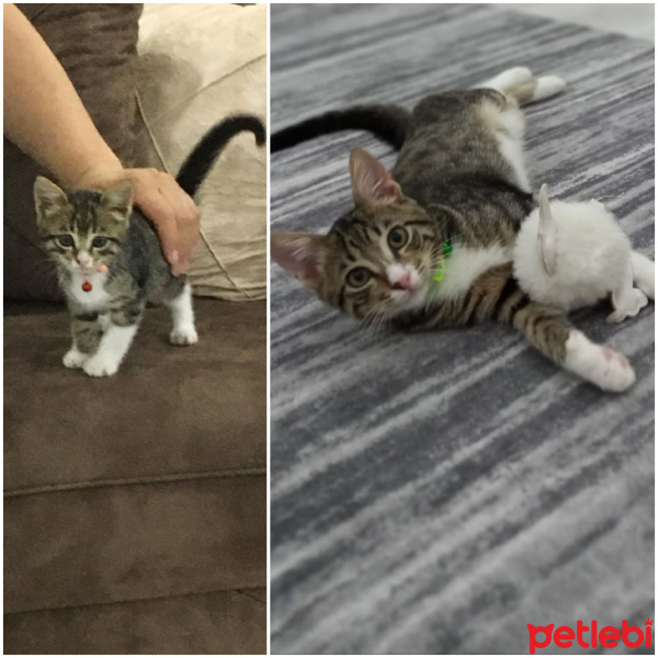 Tekir Kedi, Kedi  Gece fotoğrafı