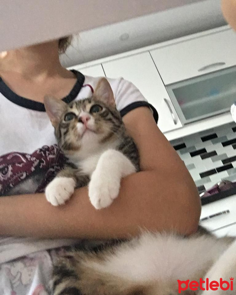 Tekir Kedi, Kedi  Gece fotoğrafı