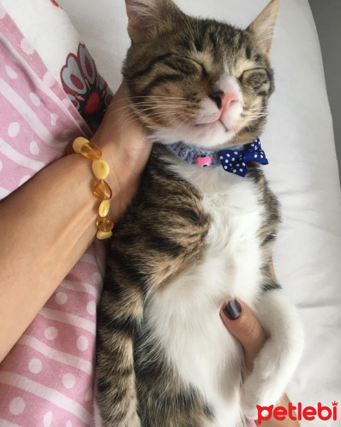 Tekir Kedi, Kedi  Gece fotoğrafı