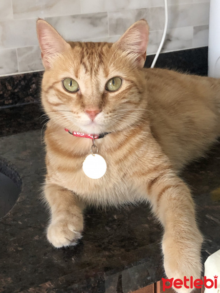 Sarman, Kedi  Tarçın fotoğrafı