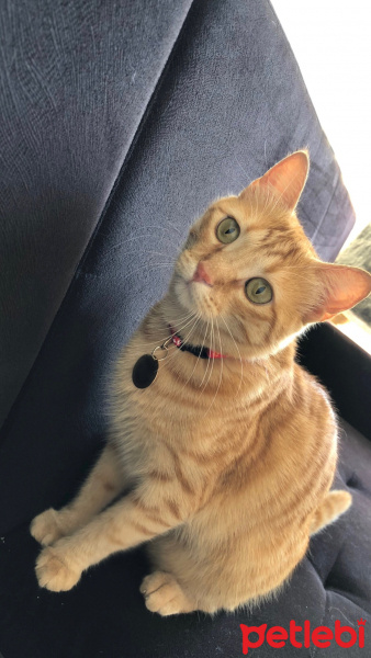 Sarman, Kedi  Tarçın fotoğrafı