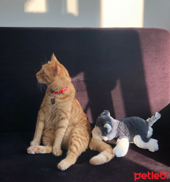 Sarman, Kedi  Tarçın fotoğrafı