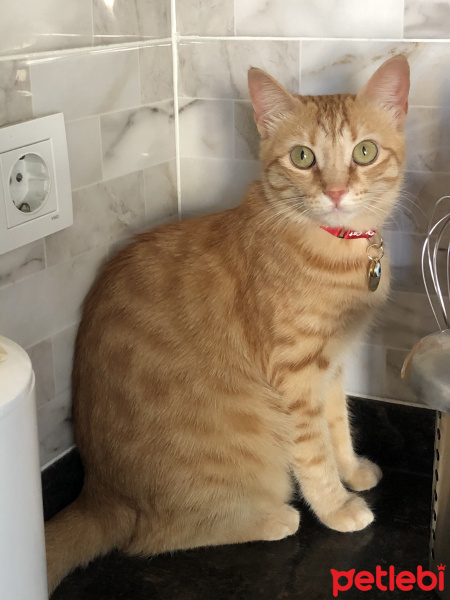 Sarman, Kedi  Tarçın fotoğrafı