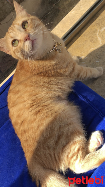 Sarman, Kedi  Tarçın fotoğrafı