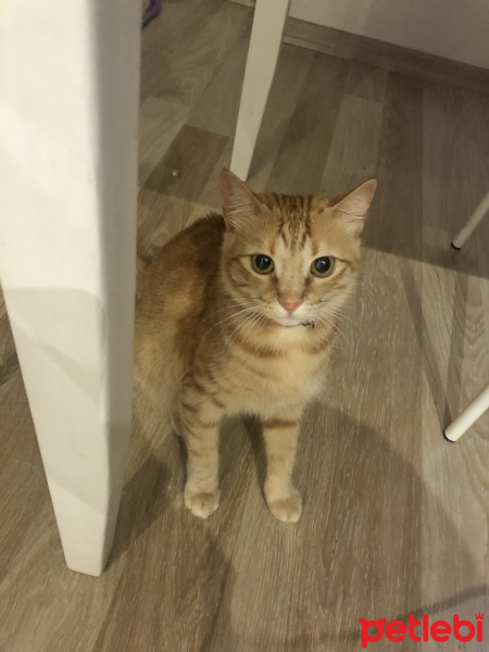 Sarman, Kedi  Tarçın fotoğrafı