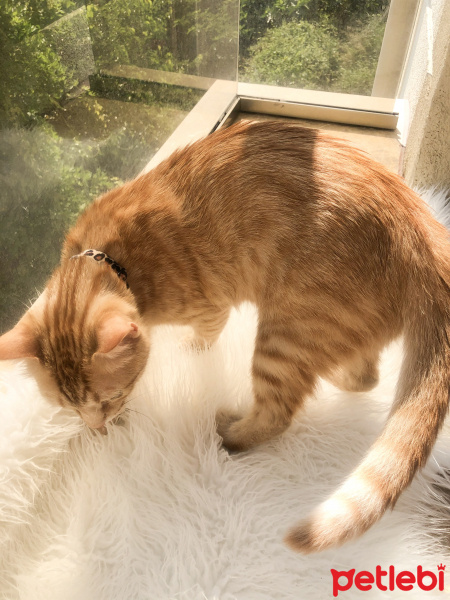 Sarman, Kedi  Tarçın fotoğrafı