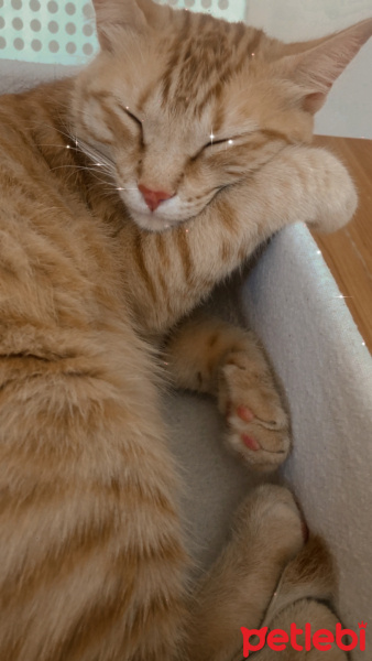 Sarman, Kedi  Tarçın fotoğrafı