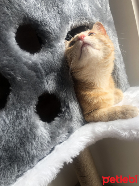 Sarman, Kedi  Tarçın fotoğrafı