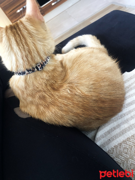 Sarman, Kedi  Tarçın fotoğrafı