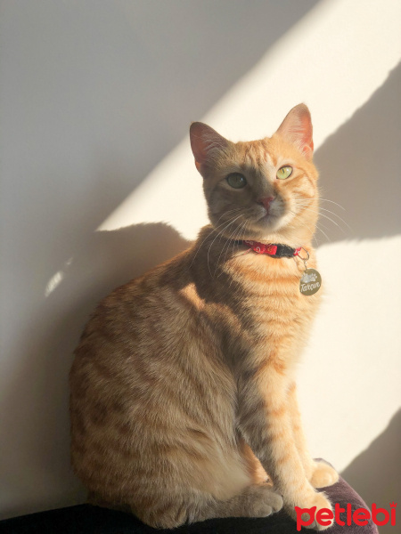 Sarman, Kedi  Tarçın fotoğrafı