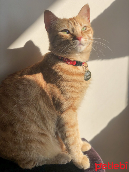 Sarman, Kedi  Tarçın fotoğrafı