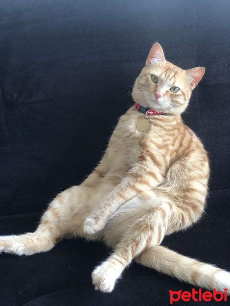 Sarman, Kedi  Tarçın fotoğrafı