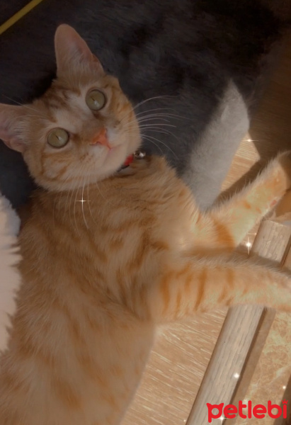 Sarman, Kedi  Tarçın fotoğrafı