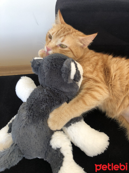 Sarman, Kedi  Tarçın fotoğrafı