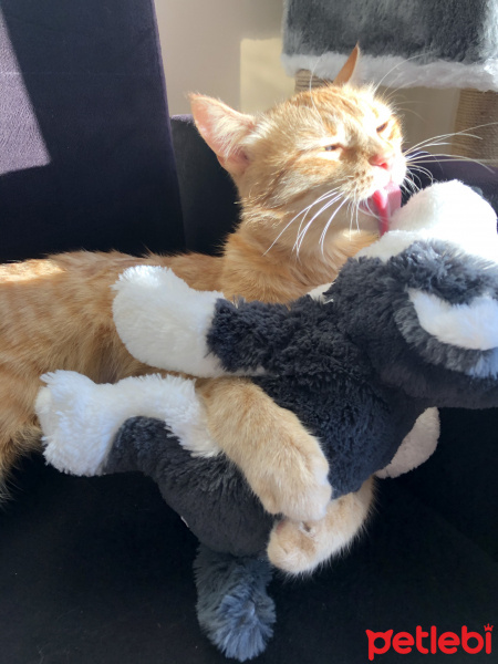 Sarman, Kedi  Tarçın fotoğrafı