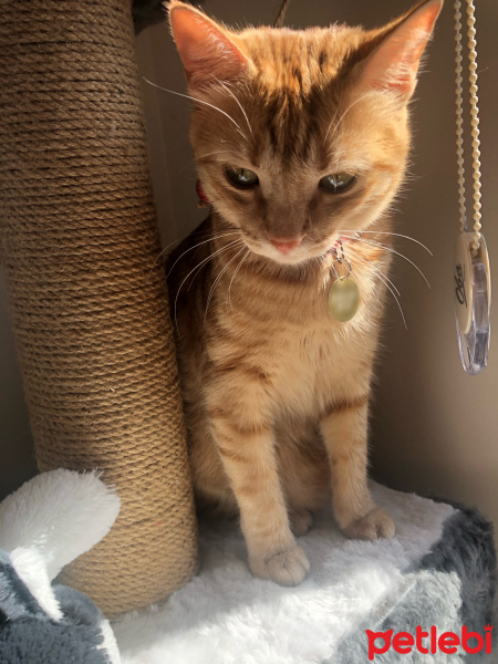Sarman, Kedi  Tarçın fotoğrafı