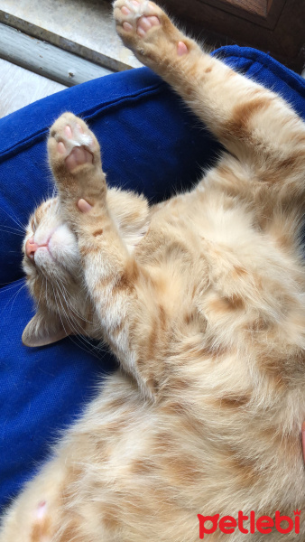 Sarman, Kedi  Tarçın fotoğrafı