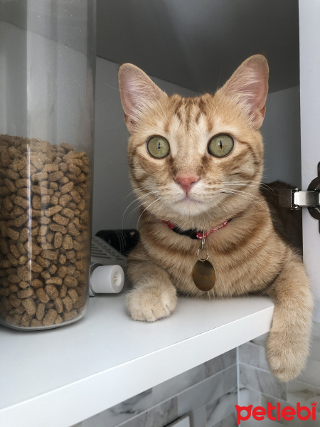 Sarman, Kedi  Tarçın fotoğrafı