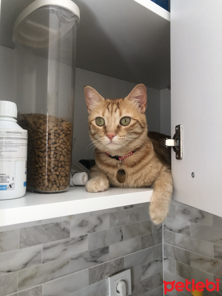 Sarman, Kedi  Tarçın fotoğrafı