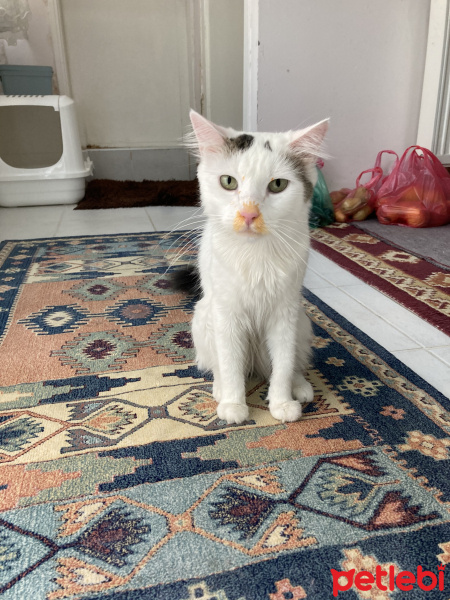 Tekir Kedi, Kedi  Tıpır fotoğrafı