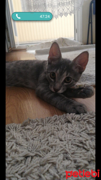 Tekir Kedi, Kedi  Lucky fotoğrafı