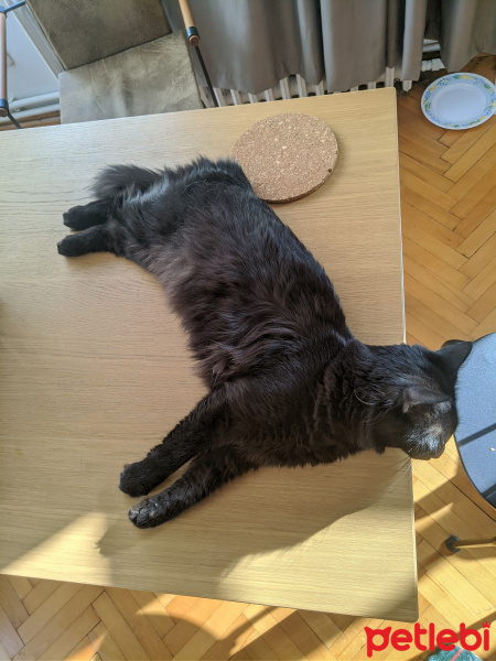 Tekir Kedi, Kedi  jimi fotoğrafı