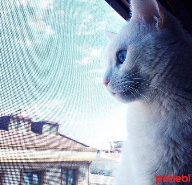 Ankara Kedisi, Kedi  Buz fotoğrafı