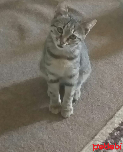 Tekir Kedi, Kedi  Lexa fotoğrafı