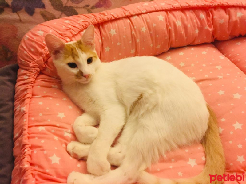 Tekir Kedi, Kedi  Ceviz fotoğrafı