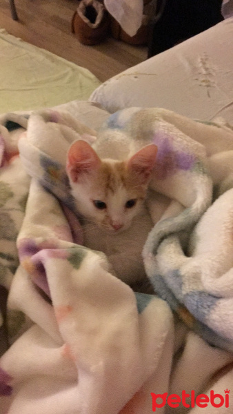 Tekir Kedi, Kedi  Ceviz fotoğrafı