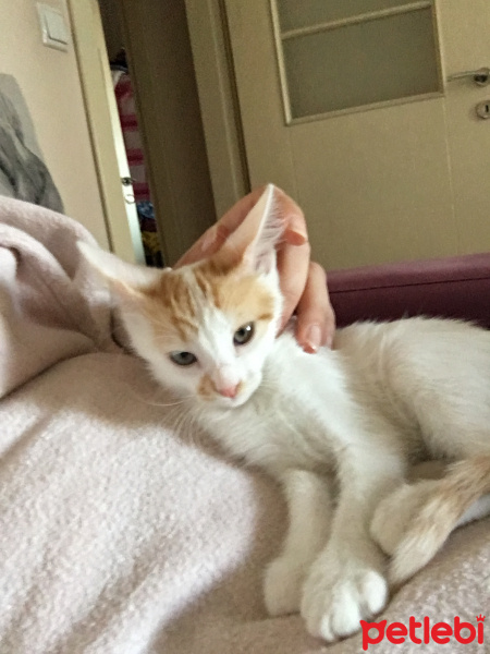 Tekir Kedi, Kedi  Ceviz fotoğrafı