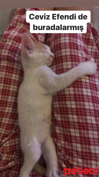 Tekir Kedi, Kedi  Ceviz fotoğrafı