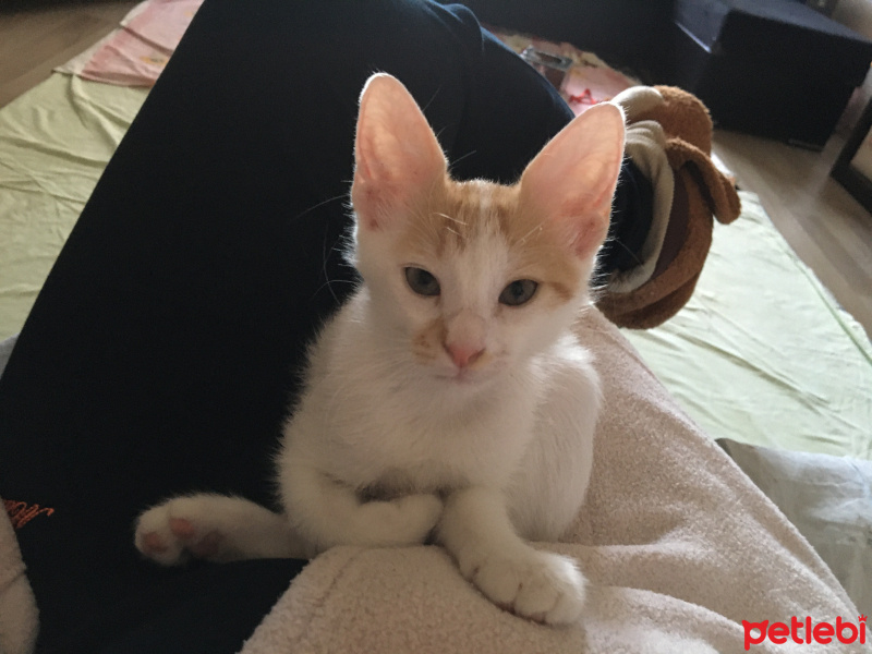 Tekir Kedi, Kedi  Ceviz fotoğrafı