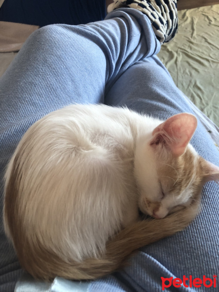 Tekir Kedi, Kedi  Ceviz fotoğrafı
