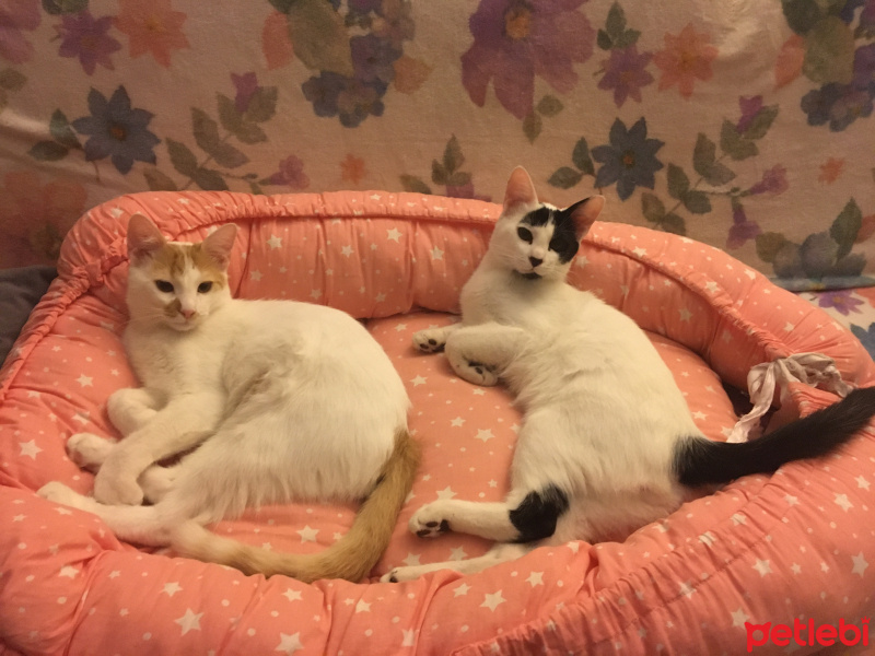 Tekir Kedi, Kedi  Ceviz fotoğrafı