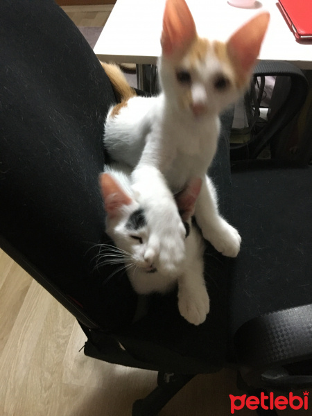 Tekir Kedi, Kedi  Ceviz fotoğrafı