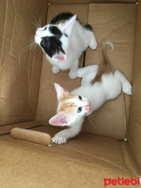 Tekir Kedi, Kedi  Ceviz fotoğrafı