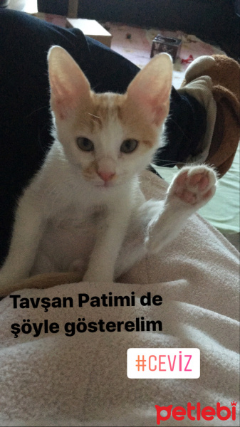 Tekir Kedi, Kedi  Ceviz fotoğrafı