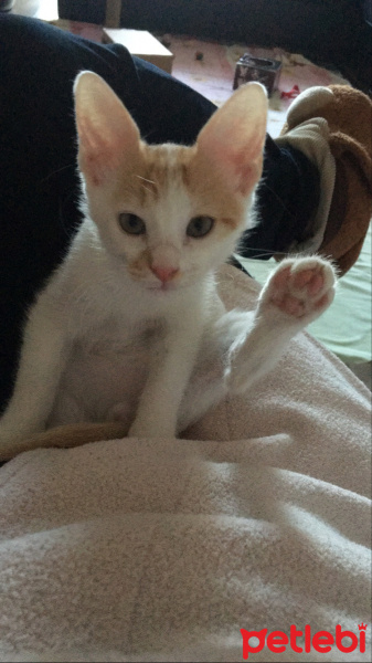 Tekir Kedi, Kedi  Ceviz fotoğrafı
