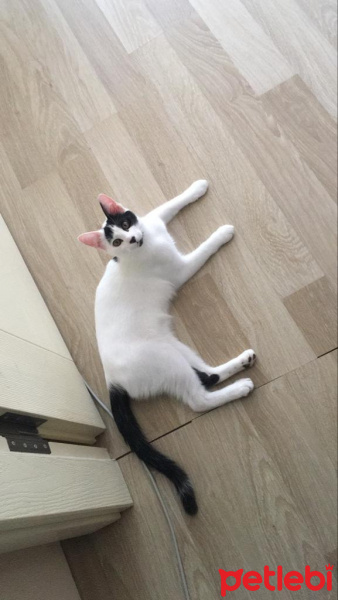 Tekir Kedi, Kedi  Hurma fotoğrafı