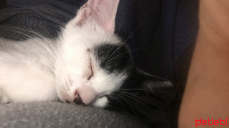 Tekir Kedi, Kedi  Hurma fotoğrafı