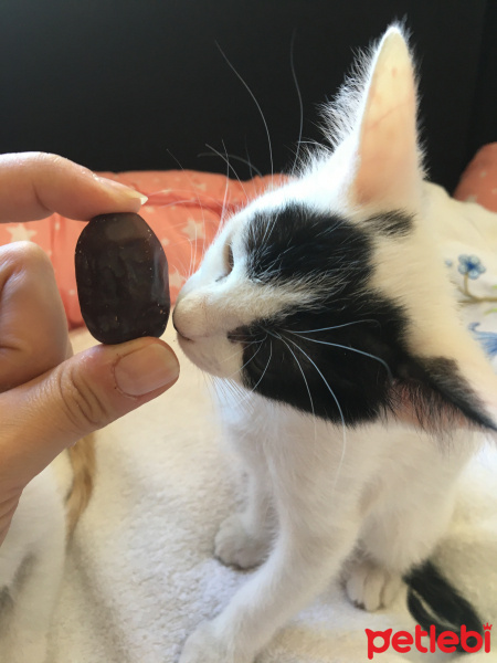 Tekir Kedi, Kedi  Hurma fotoğrafı