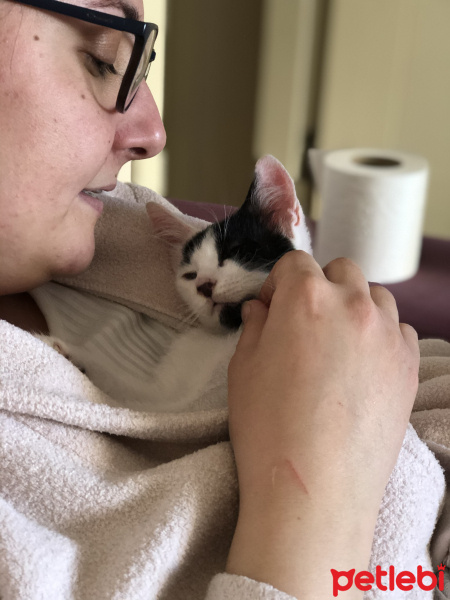 Tekir Kedi, Kedi  Hurma fotoğrafı