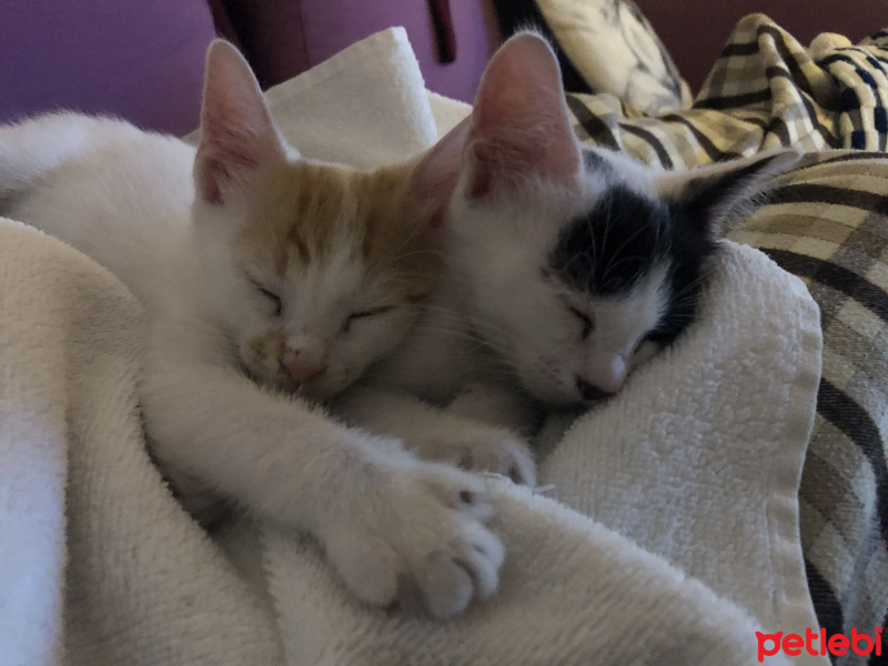 Tekir Kedi, Kedi  Hurma fotoğrafı