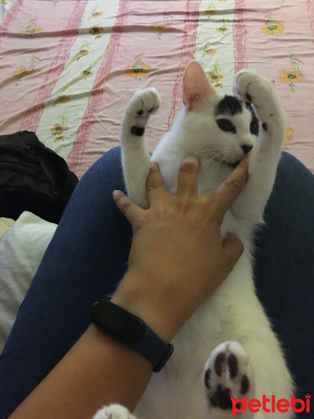 Tekir Kedi, Kedi  Hurma fotoğrafı